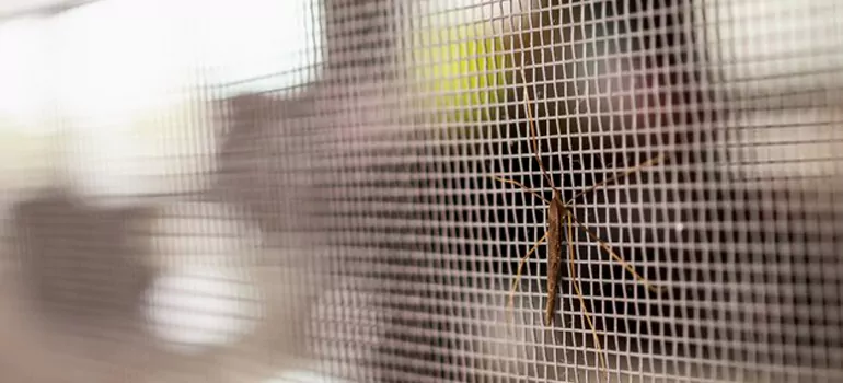 Repair Mosquito Mesh For Windows in Leisure City, FL